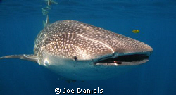 Inquisitive Whlale Shark by Joe Daniels 